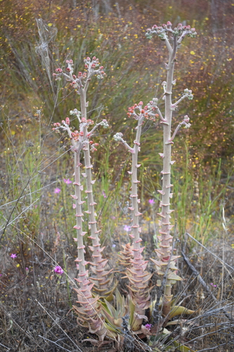 Dudleya lanceolata (lanceleaf liveforever) (alternate view 5)