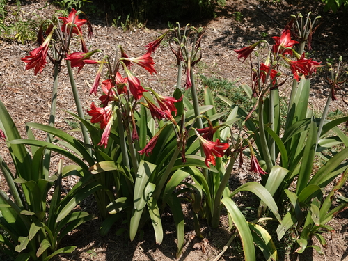 Hippeastrum × johnsonii (St Joseph's Lily) (alternate view 2)