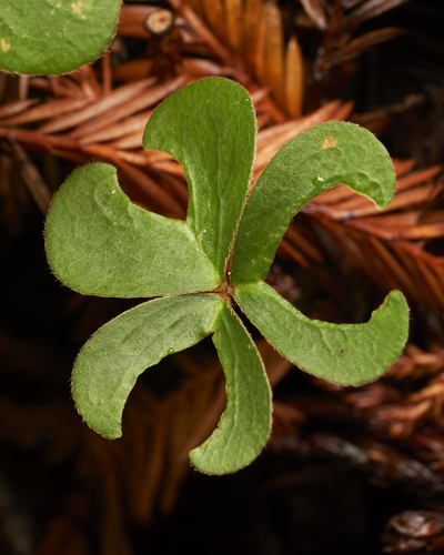 Oxalis smalliana (Redwood Sorrel)