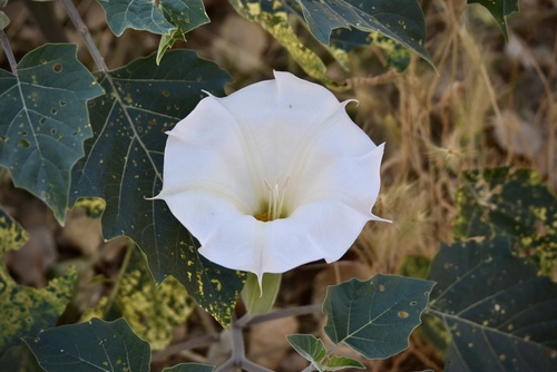 Datura wrightii (Sacred Datura)