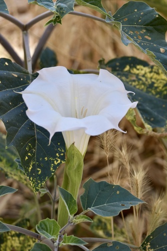Datura wrightii (Sacred Datura)