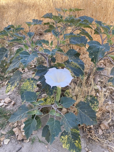 Datura wrightii (Sacred Datura)