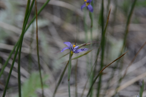 Sisyrinchium idahoense (Idaho Blue-eyed Grass)