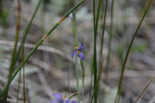 Sisyrinchium idahoense (Idaho Blue-eyed Grass) (alternate view 3)