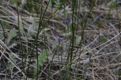 Sisyrinchium idahoense (Idaho Blue-eyed Grass) (alternate view 2)
