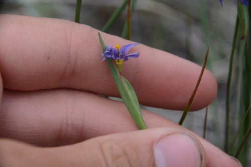 Sisyrinchium idahoense (Idaho Blue-eyed Grass) (alternate view 4)