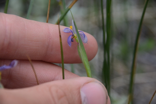 Sisyrinchium idahoense (Idaho Blue-eyed Grass) (alternate view 5)