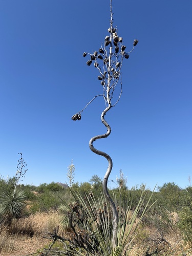 Yucca elata (soaptree yucca) (alternate view 6)