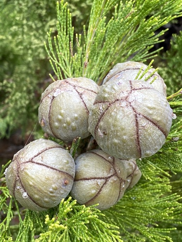 Callitris gracilis (Slender Cypress-pine) (alternate view 6)