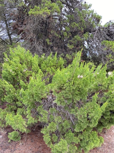 Callitris gracilis (Slender Cypress-pine) (alternate view 7)