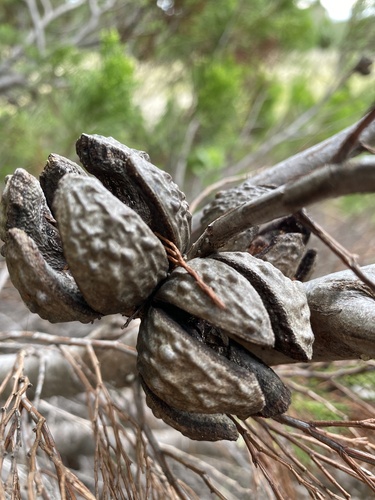 Callitris gracilis (Slender Cypress-pine) (alternate view 8)