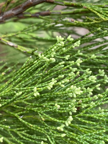 Callitris gracilis (Slender Cypress-pine) (alternate view 9)