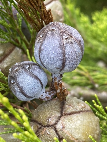Callitris gracilis (Slender Cypress-pine) (alternate view 10)