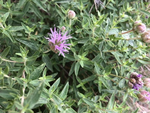 Monardella odoratissima (mountain coyote mint) (alternate view 5)