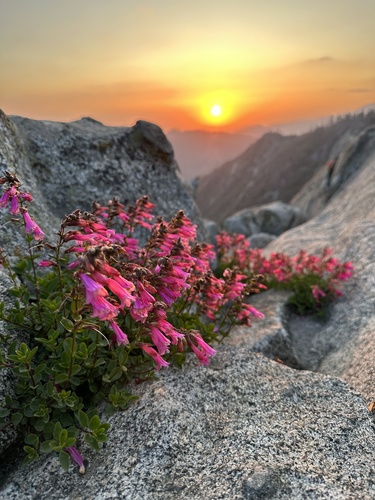 Penstemon newberryi (Mountain Pride)