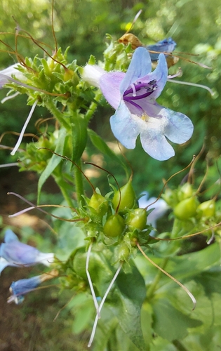 Penstemon ovatus (Broad-leafed Penstemon)