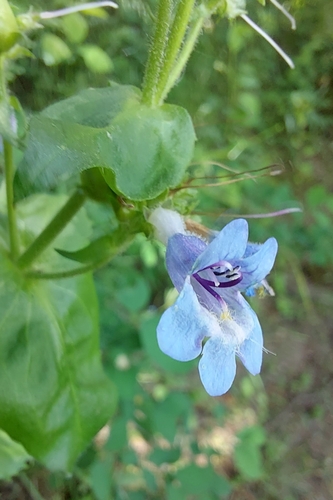Penstemon ovatus (Broad-leafed Penstemon) (alternate view 2)