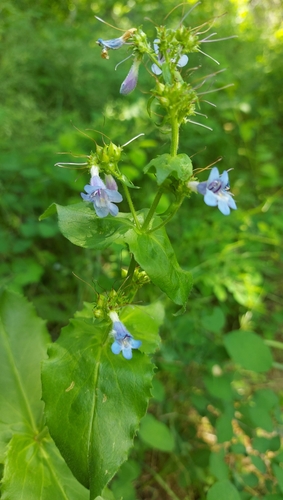 Penstemon ovatus (Broad-leafed Penstemon) (alternate view 3)