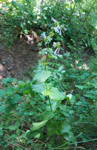 Penstemon ovatus (Broad-leafed Penstemon) (alternate view 4)