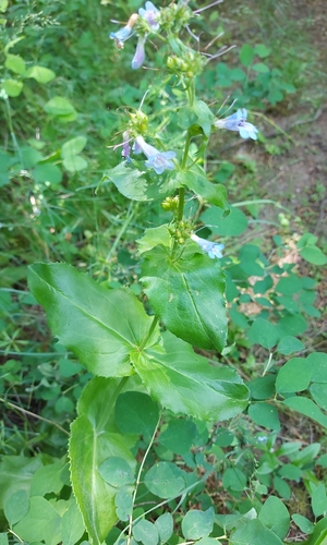 Penstemon ovatus (Broad-leafed Penstemon) (alternate view 5)