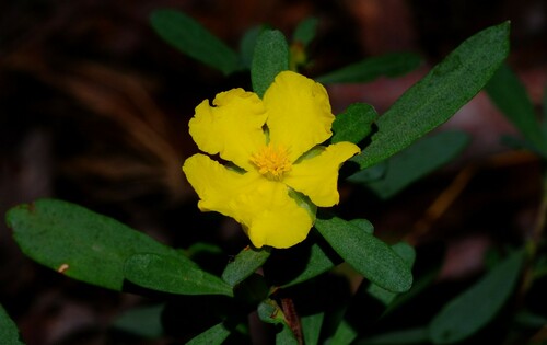 Hibbertia obtusifolia (grey guinea flower)