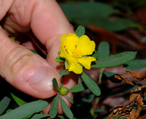 Hibbertia obtusifolia (grey guinea flower) (alternate view 2)