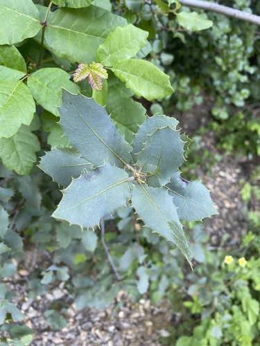 Quercus wislizeni (Interior Live Oak)