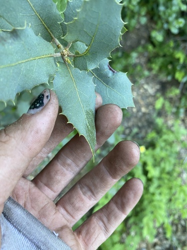 Quercus wislizeni (Interior Live Oak) (alternate view 2)