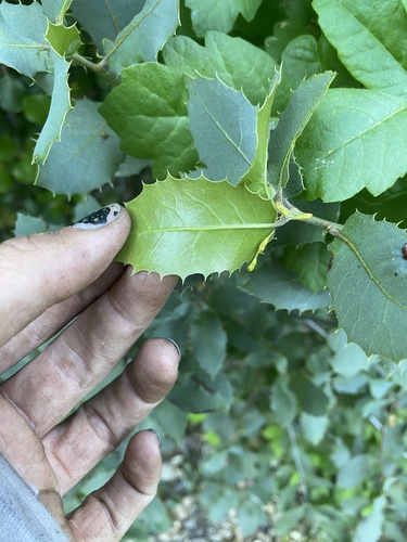Quercus wislizeni (Interior Live Oak) (alternate view 3)