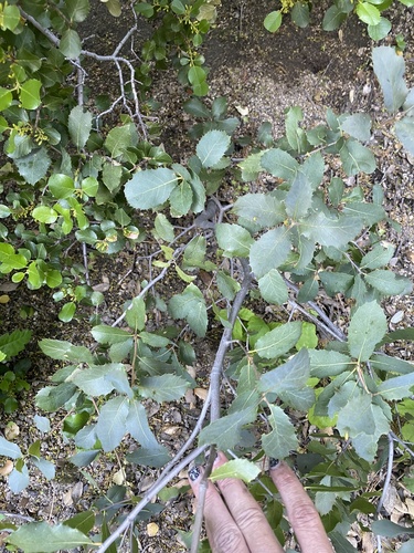 Quercus wislizeni (Interior Live Oak) (alternate view 4)