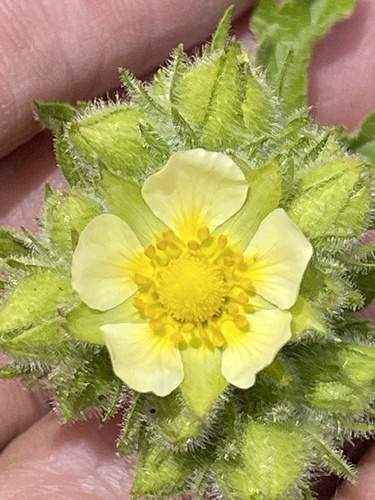 Drymocallis arguta (Tall Cinquefoil)
