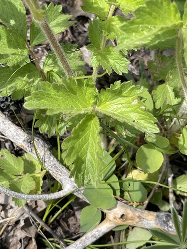Drymocallis arguta (Tall Cinquefoil) (alternate view 2)