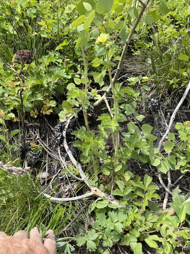 Drymocallis arguta (Tall Cinquefoil) (alternate view 3)
