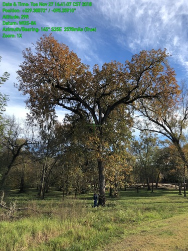 Quercus lyrata (overcup oak)