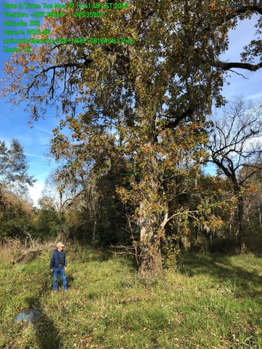 Quercus lyrata (overcup oak) (alternate view 2)