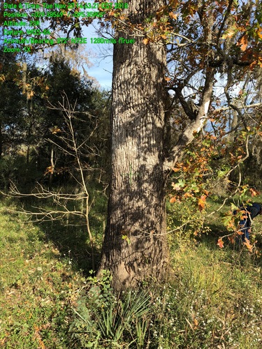 Quercus lyrata (overcup oak) (alternate view 3)
