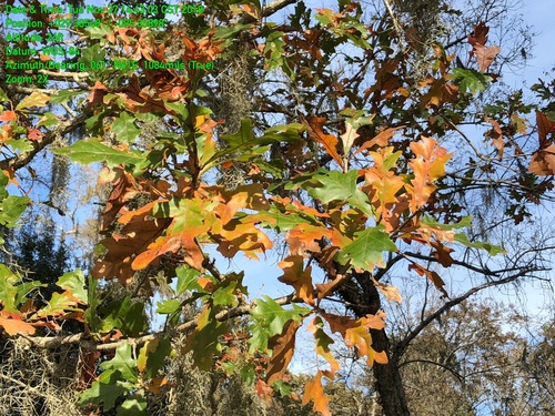 Quercus lyrata (overcup oak) (alternate view 4)
