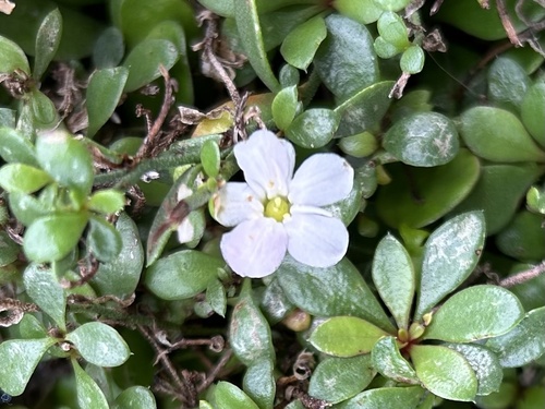 Samolus repens (Sea Primrose)