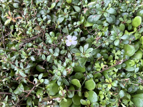 Samolus repens (Sea Primrose) (alternate view 2)