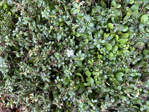 Samolus repens (Sea Primrose) (alternate view 3)