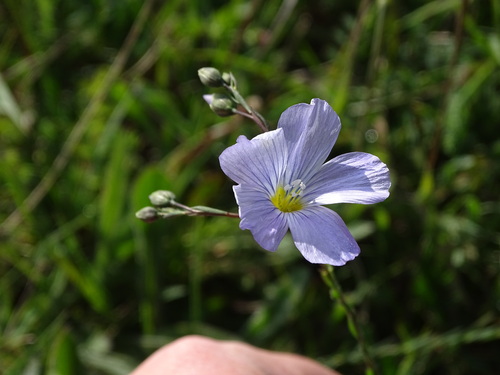 Linum perenne (alternate view 7)