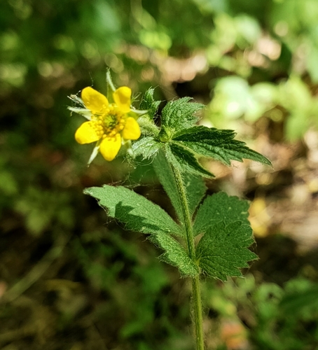 Geum urbanum (Wood Avens)