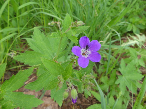 Geranium sylvaticum (wood crane's-bill)