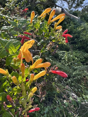 Keckiella cordifolia (heartleaf keckiella) (alternate view 3)
