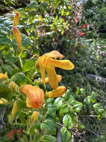Keckiella cordifolia (heartleaf keckiella) (alternate view 4)
