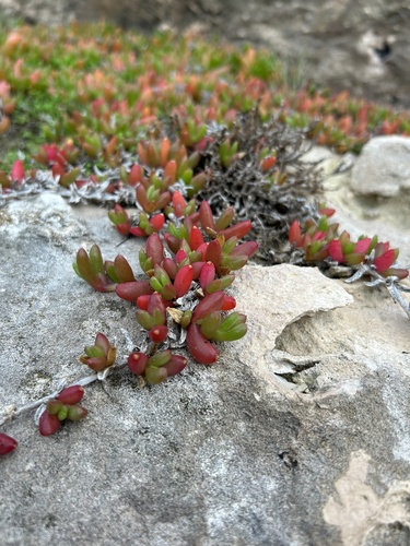 Disphyma crassifolium (Purple Dewplant)