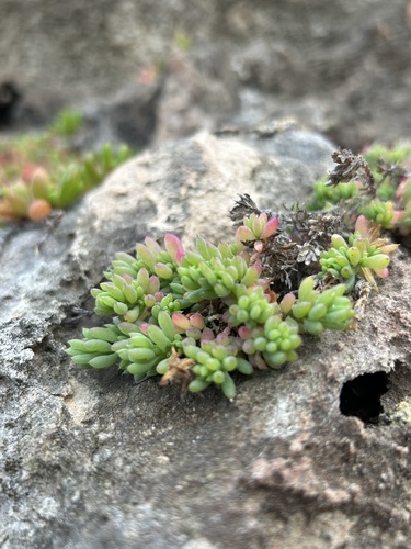 Disphyma crassifolium (Purple Dewplant) (alternate view 2)
