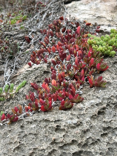 Disphyma crassifolium (Purple Dewplant) (alternate view 3)