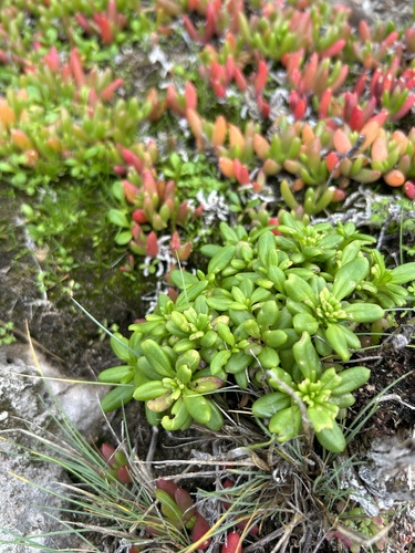 Disphyma crassifolium (Purple Dewplant) (alternate view 4)