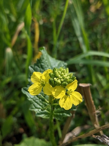 Mutarda arvensis (charlock)